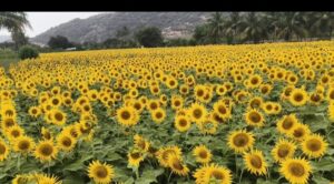 பூத்து குலுங்கும் சூரியகாந்தி பூக்கள்.காணுங்கள் கண்களுக்கு மஞ்சள் காட்சி..